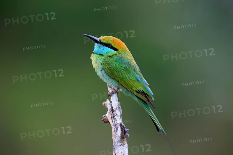 Green bee-eater (Merops orientalis ceylonicus)