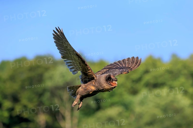 Sao Tome Barn Owl (Tyto thomensis)