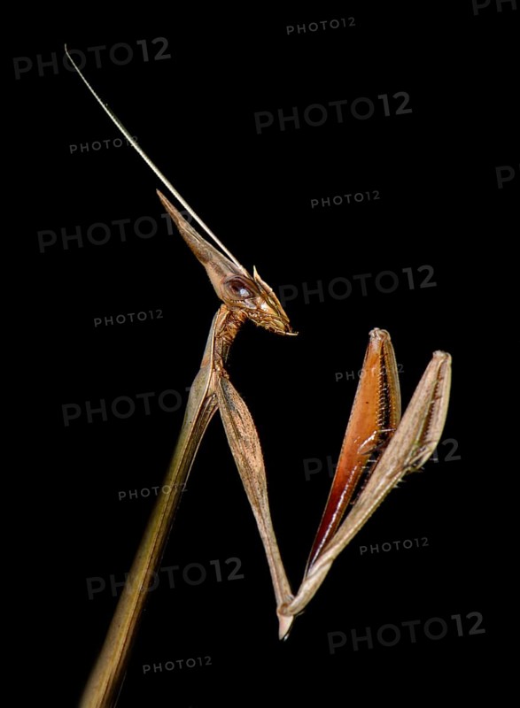 Idolomorpha madagascariensis Mantis