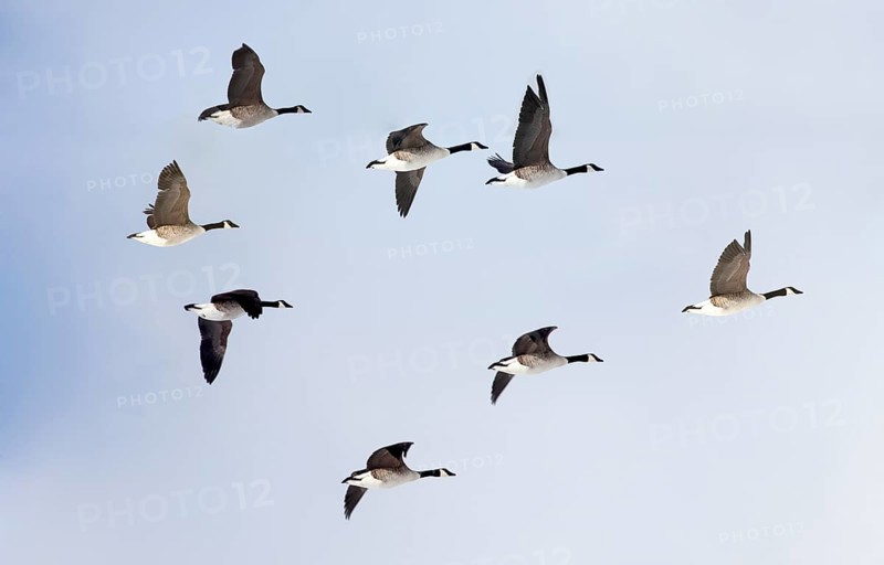 Canada geese (Branta canadensis) in flight
