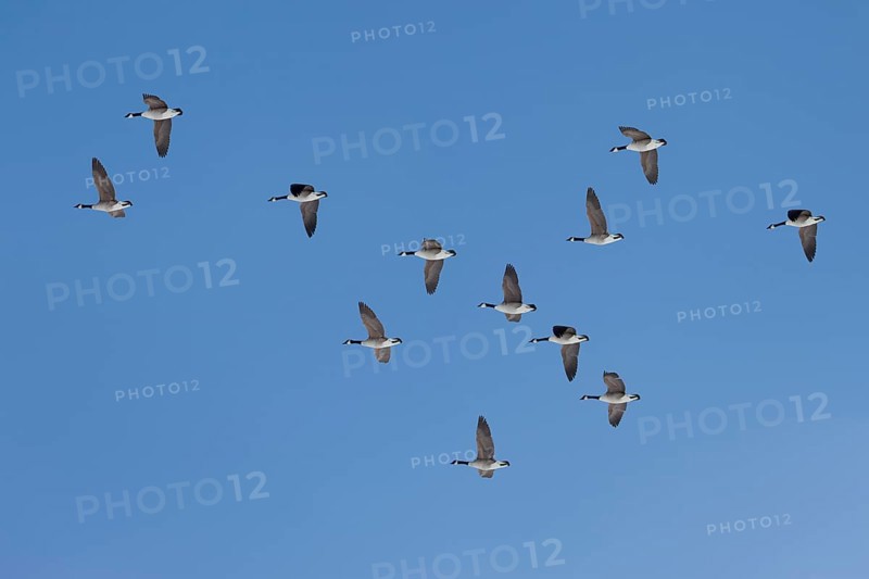 Canada geese (Branta canadensis) in flight