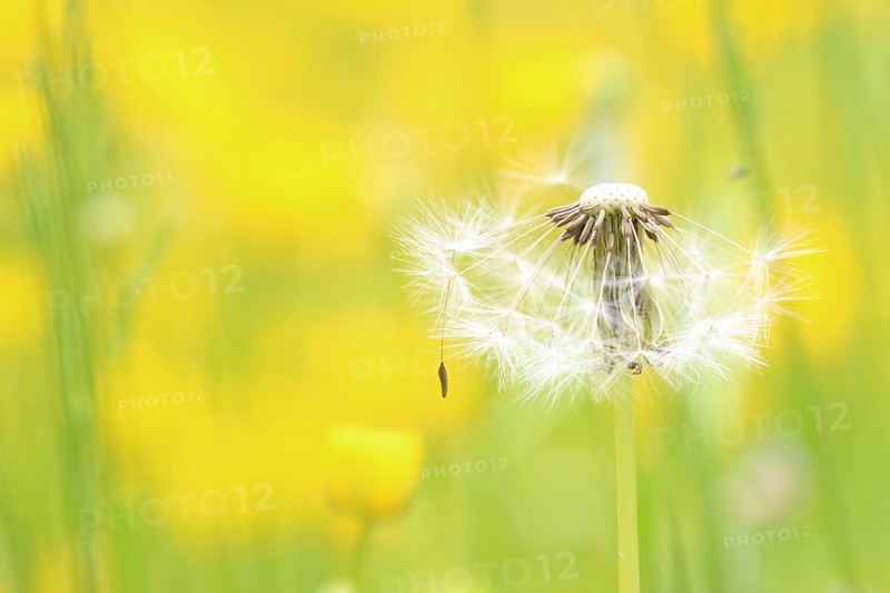 Dandelion seed head (Taraxacum)