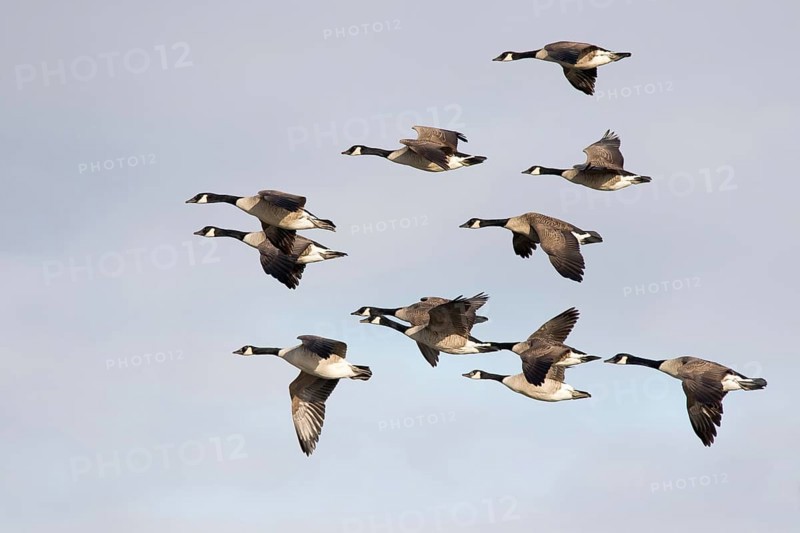 Canada Geese (Branta canadensis)