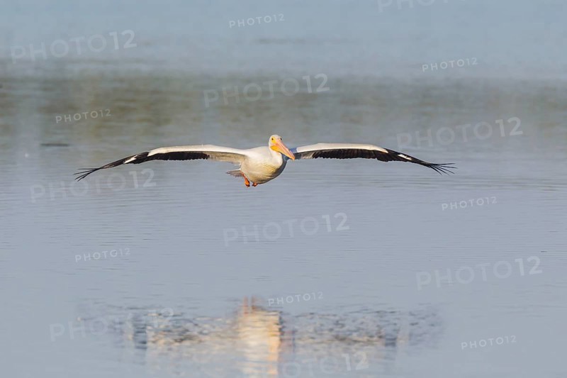 American white pelican (Pelecanus erythrorhynchos) in flight over water