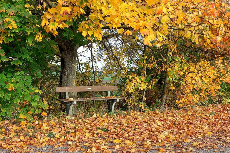 Bench under autumnal maple trees (Acer campestre)