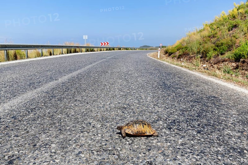 Spur-thighed tortoise (Testudo graeca) on road