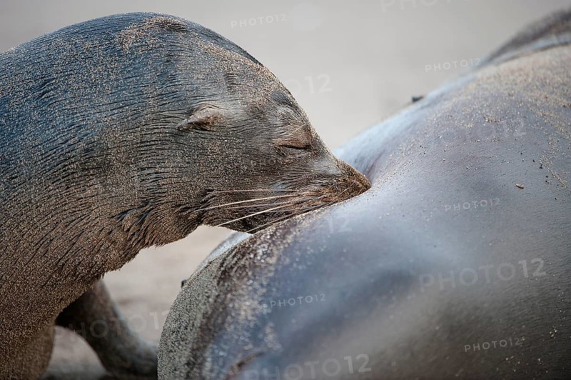 Galapagos Sea Lions (Zalophus wollebaeki)