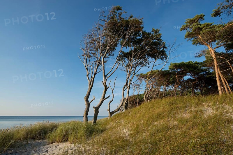 Dune and forest