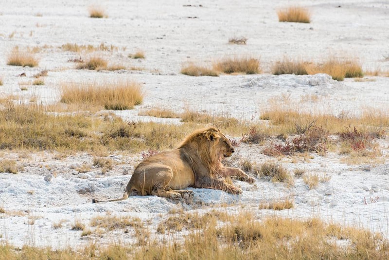 Lion (Panthera leo)