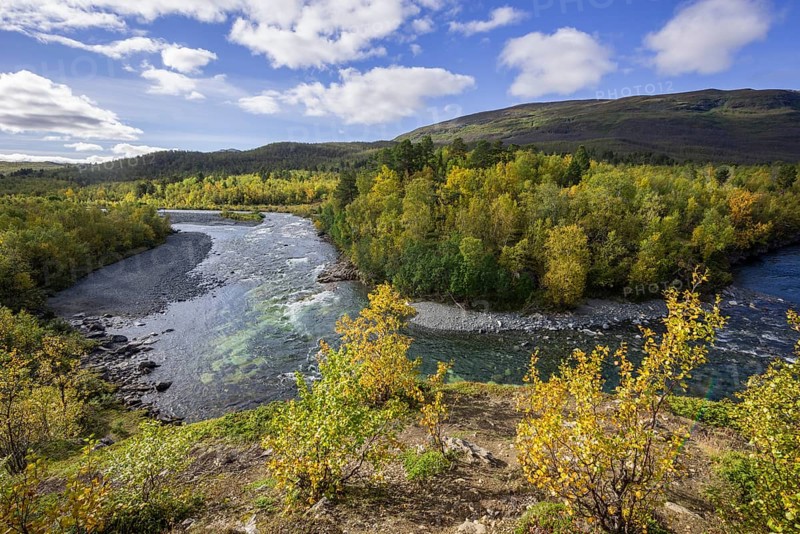 Autumn coloured birch trees on the Abiskojakka river