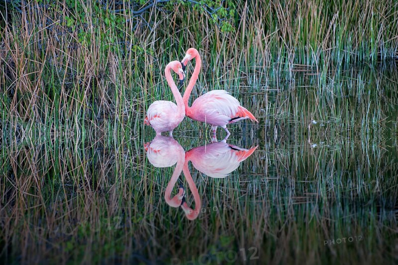 Pair of Greater Flamingos or American Flamingos (Phoenicopterus ruber)