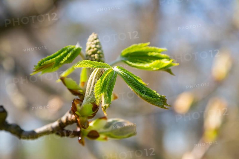 Horse-chestnut (Aesculus hippocastanum) buds