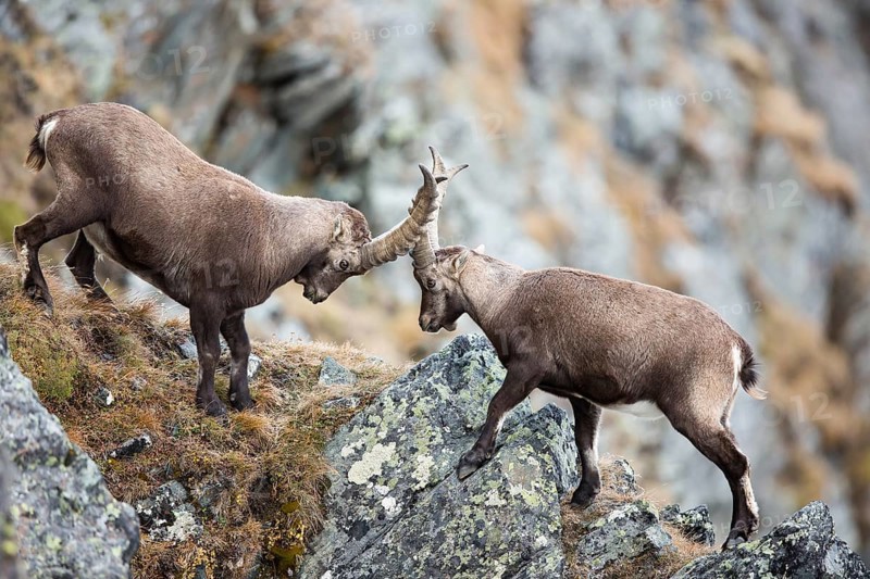 Alpine Ibexes (Capra ibex)