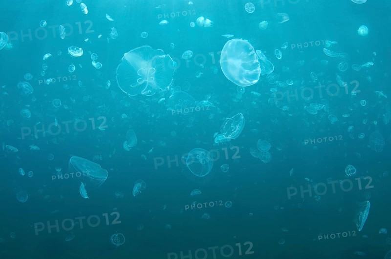 Moon Jelly