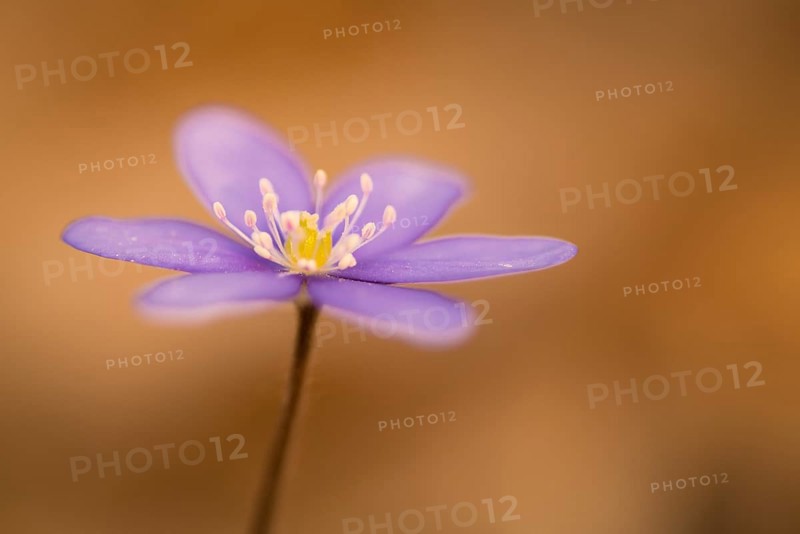 Hepatica or Liverwort (Hepatica nobilis)