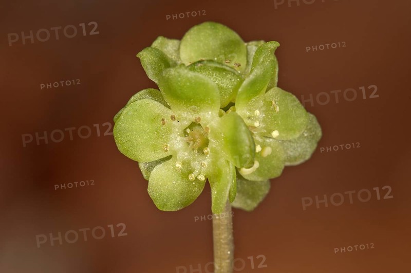 Moschatel (Adoxa moschatellina)