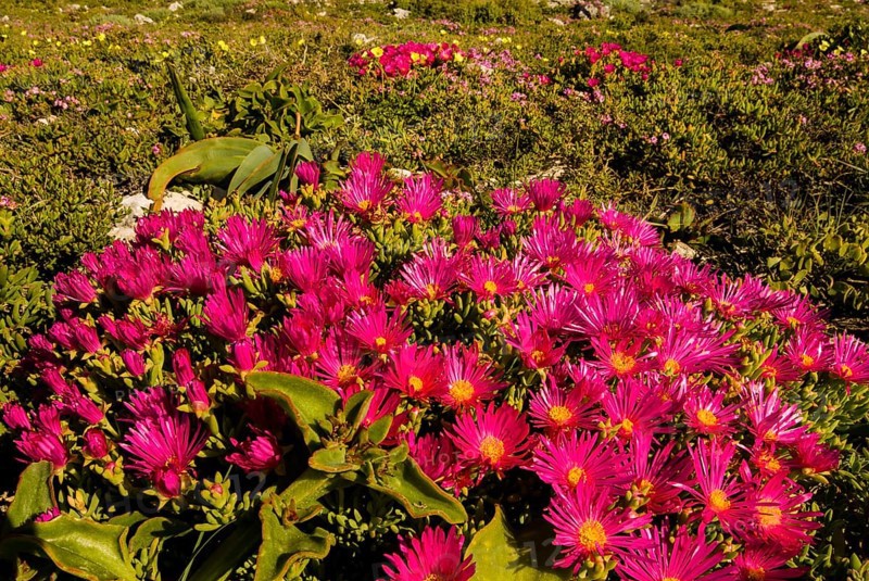 Livingstone Daisy (Dorotheanthus bellidiformis)