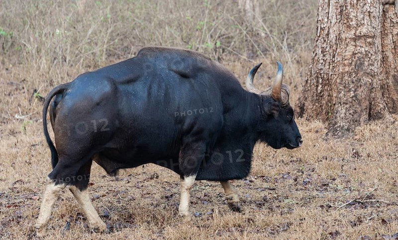 Gaur (Bos gaurus)