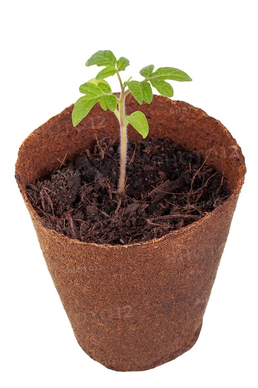 Tomato plant (Solanum lycopersicum) growing in a biodegradable pot