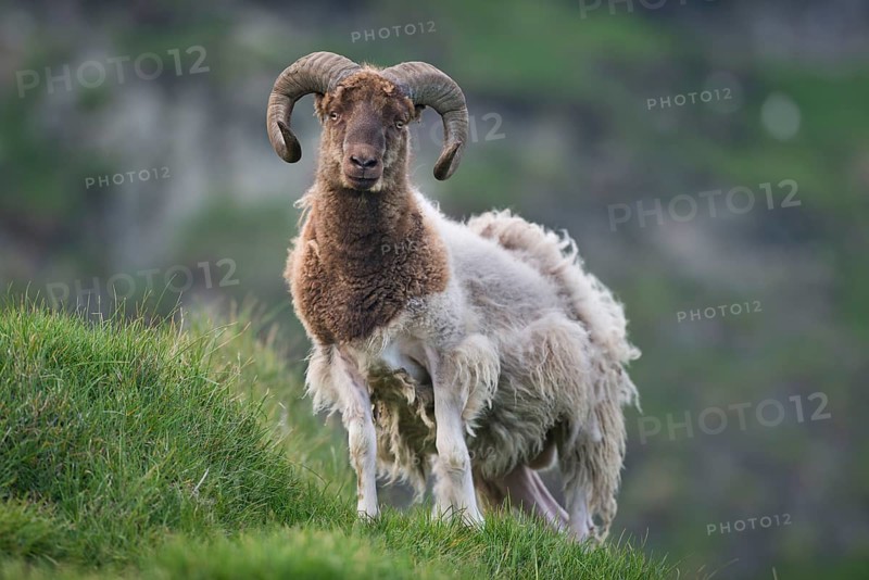Ram