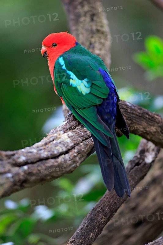 Australian King Parrot (Alisterus scapularis)