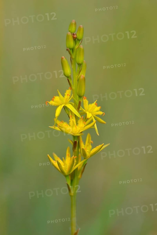Bog Asphodel (Narthecium ossifragum)