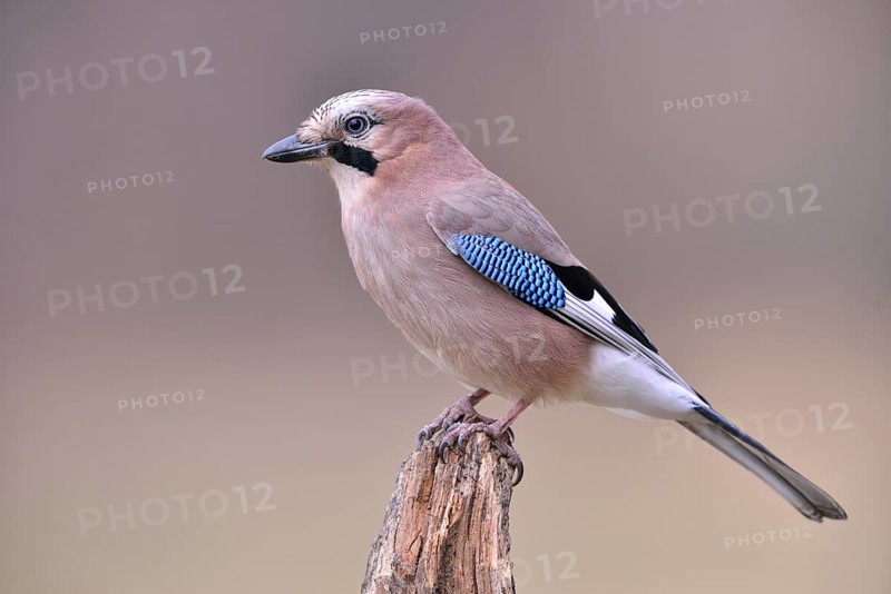 Eurasian Jay (falco tinnunculus)