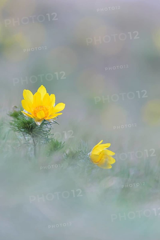 Pheasant's eye (Adonis vernalis)