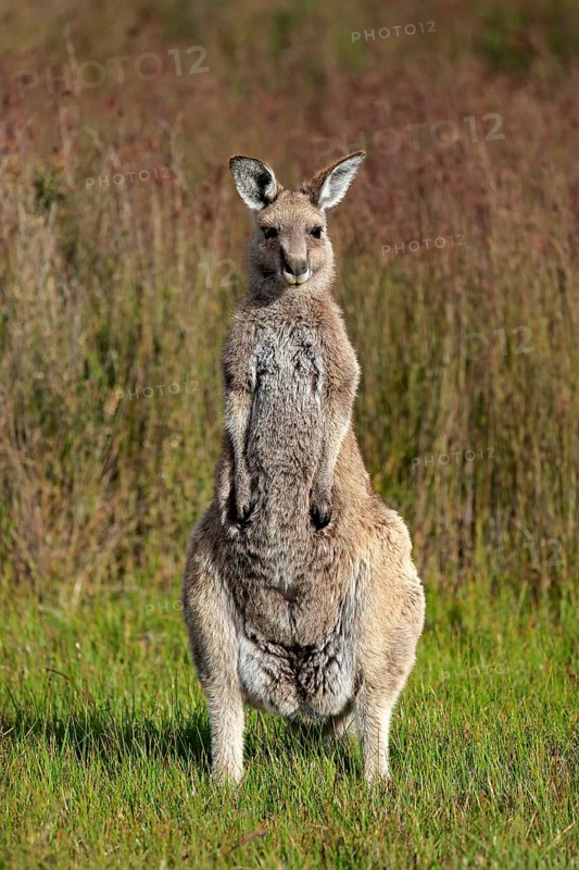 Eastern Grey Kangaroo (Macropus giganteus)