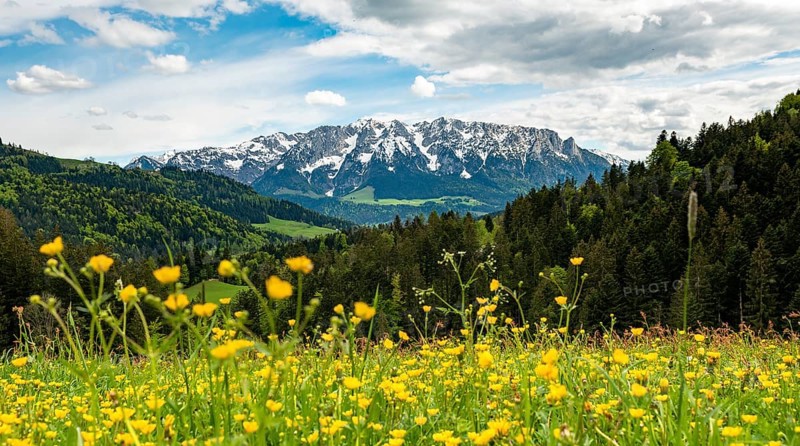 Yellow flower meadow in front of mountain panorama with mountain range Zahmer Kaiser