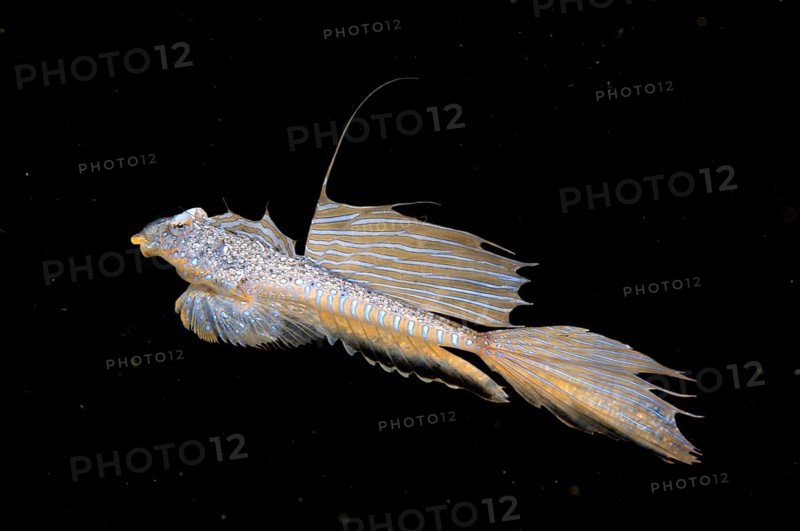 Sailfin Dragonet (Callionymus pusillus)