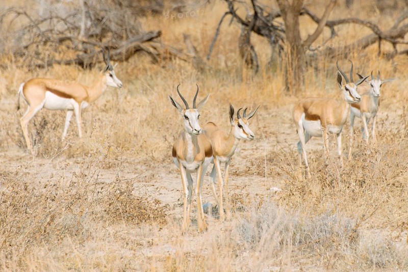 Small herd of Springboks (Antidorcas marsupialis)