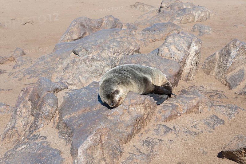 Young Brown Fur Seal or Cape Fur Seal (Arctocephalus pusillus) sleeping on a rock