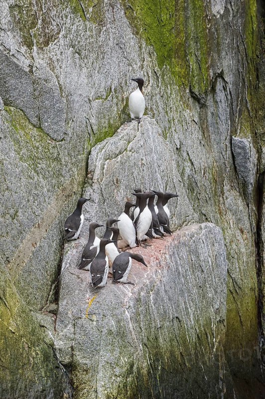 Thick-billed Murres (Uria lomvia) perched on cliffs