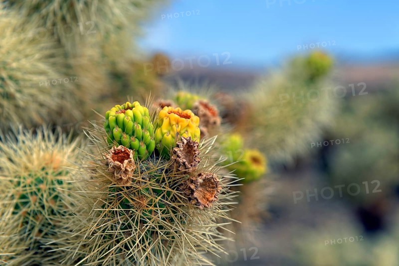 Flowering Cholla Cactus