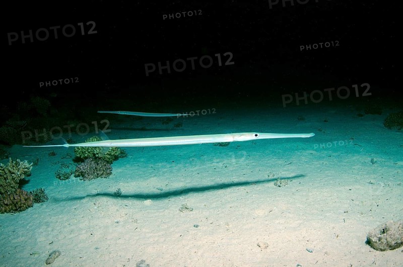 Trumpetfish (Aulostomus chinensis)