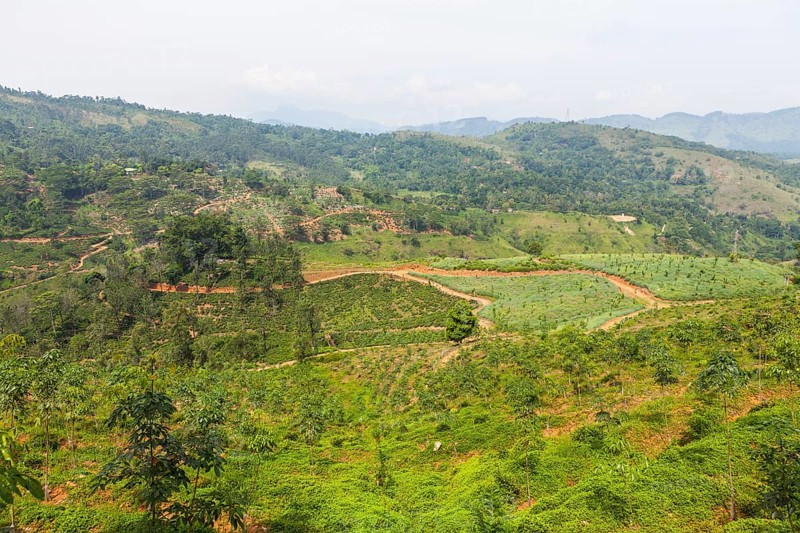 Pineapple fields
