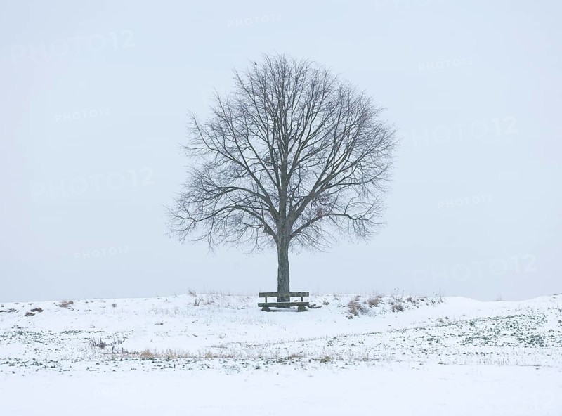 Lime Tree (Tilia spp.) and a wooden bench on a snow-covered field