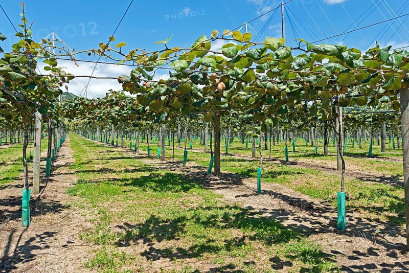 Kiwi fruits (Actinidia deliciosa)