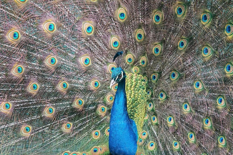 Indian Peafowl or Blue Peafowl (Pavo cristatus)