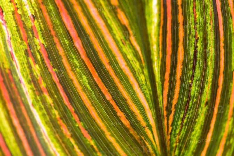 Garden Croton or Variegated Croton (Codiaeum variegatum)