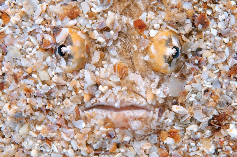 Atlantic Stargazer (Uranoscopus scaber)