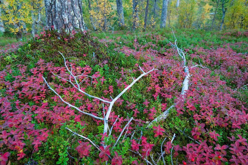 Forest in autumn