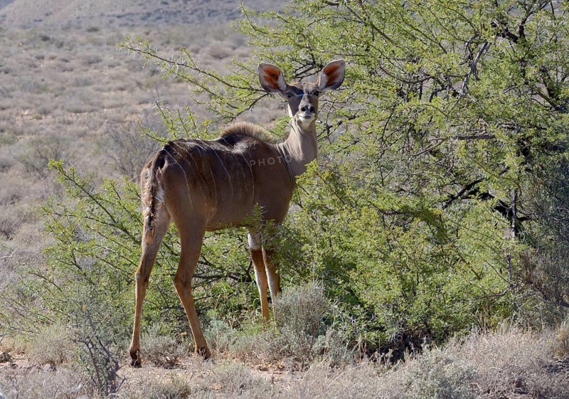 Greater Kudu (Tragelaphus strepsiceros)