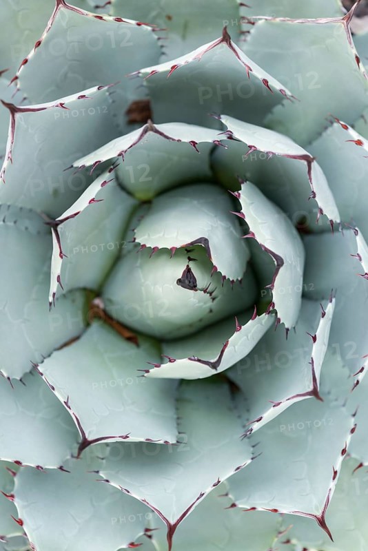 Parra's Agave (Agave parrasana) from above