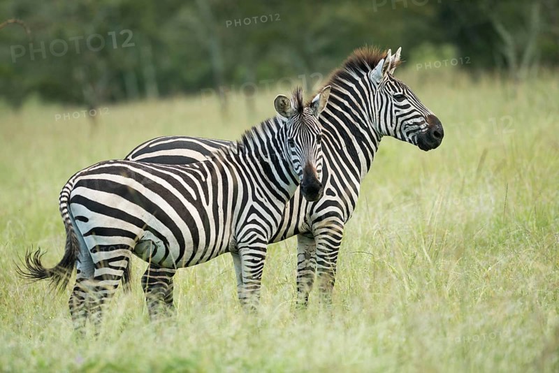 Plains zebras (Equus quagga)
