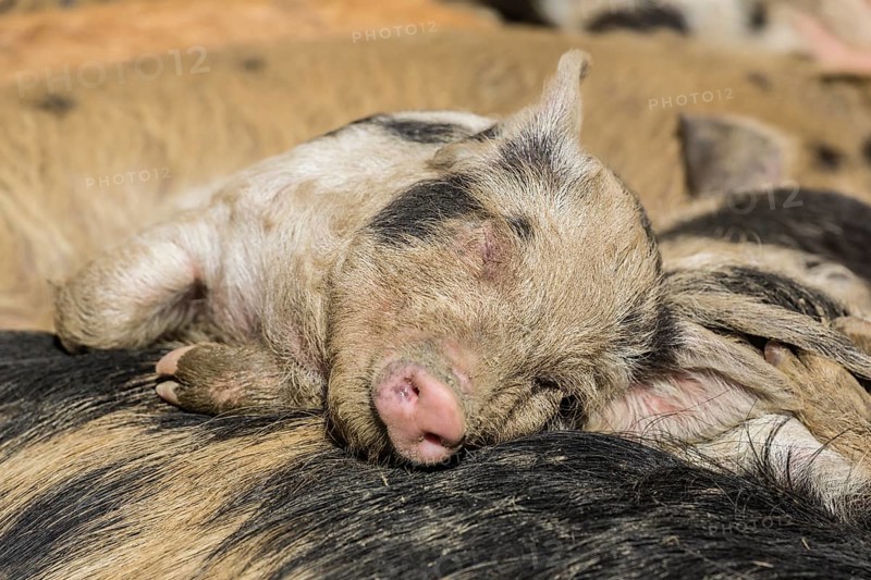 Turopolje Pig (Sus scrofa domestica)