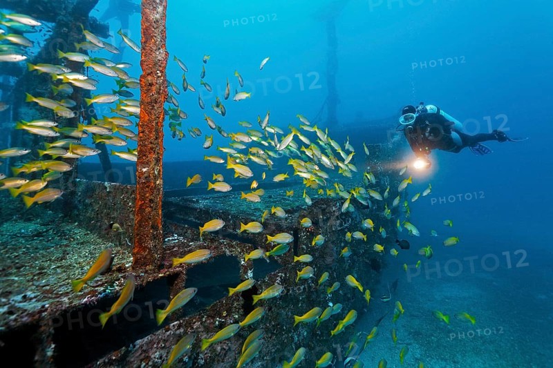 Divers watching school of Bigeye Snappers (Lutjanus lutjanus)