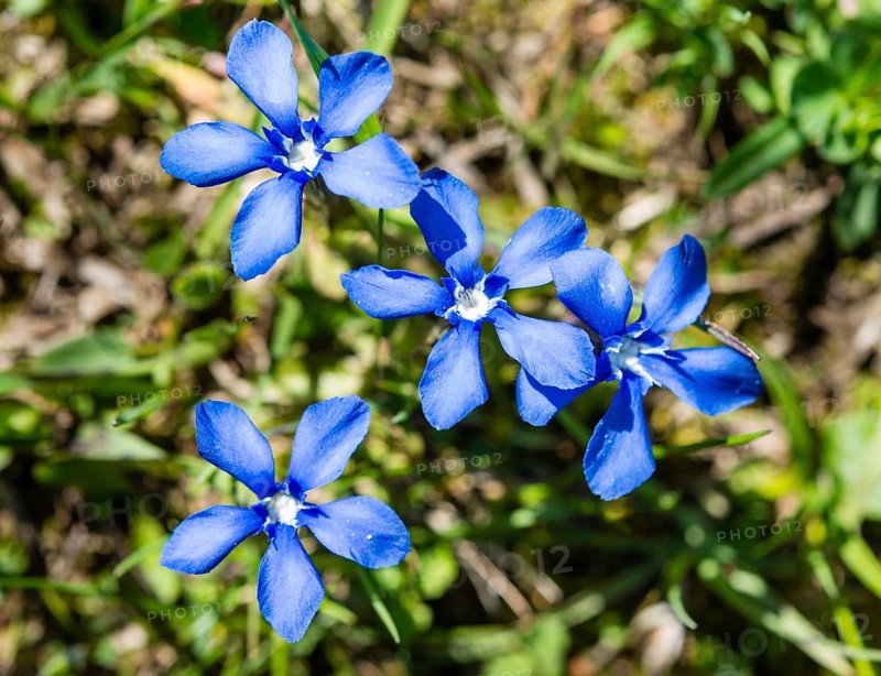 Spring Gentian (Gentiana verna)