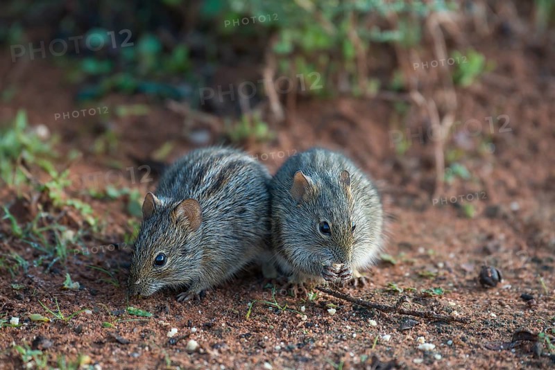 Two Four-striped grass mice (Rhabdomys pumilio)
